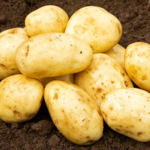 Maris Piper